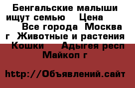 Бенгальские малыши ищут семью) › Цена ­ 5 500 - Все города, Москва г. Животные и растения » Кошки   . Адыгея респ.,Майкоп г.